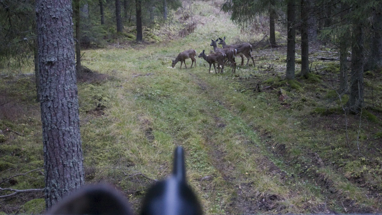 Jahdinaikaiset havainnot valkohäntäpeuroista tulisi kirjata Oma riista -palveluun. Kaikkien havaittujen eläinten määrä kirjataan ylös mahdollisimman tarkasti.