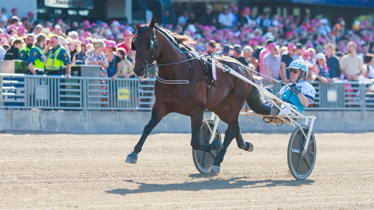 Francesco Zet oli Sundsvall Open Trotissa mykistävän hyvä. Kuusivuotias on kilpaillut urallaan ainoastaan 29 kertaa.
