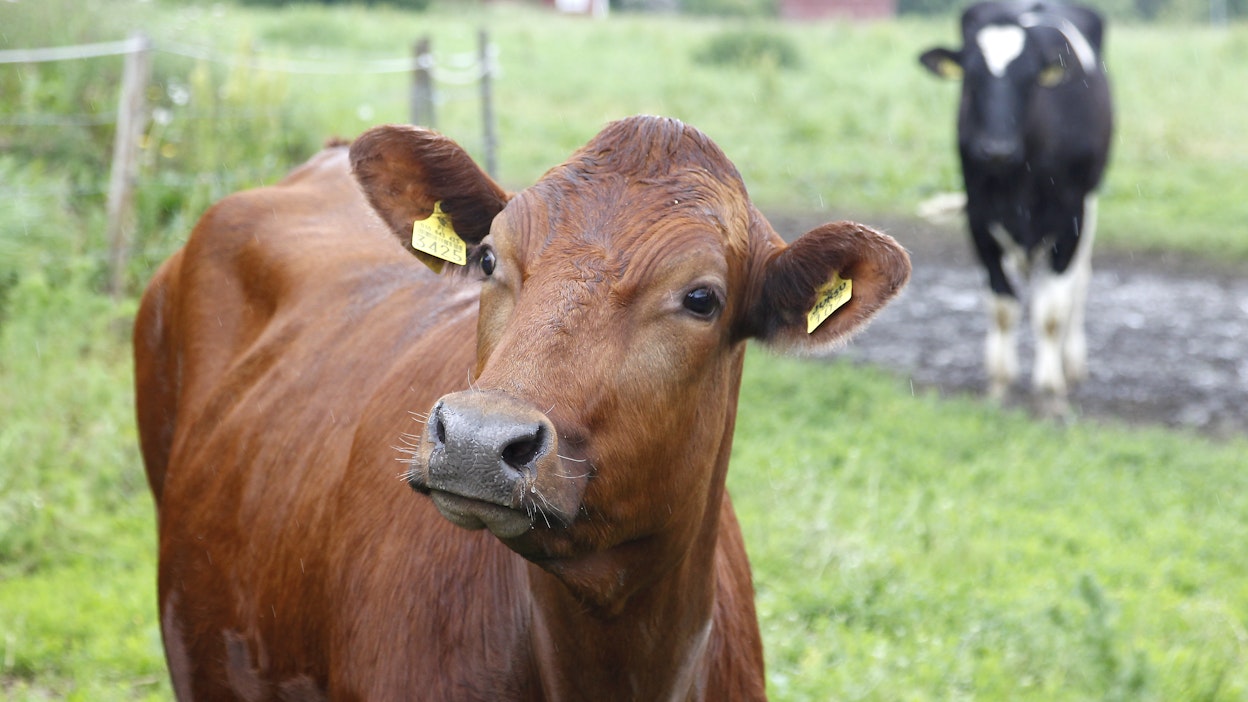 Kuvan hiehot eivät liity tapaukseen.