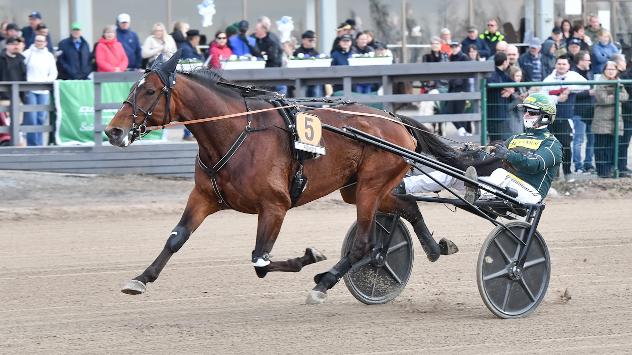 Massimo Hoist edustaa Suomea Elitloppetissa ensi sunnuntaina. Finaalissa ykköspalkinto on viisi miljoonaa kruunua.