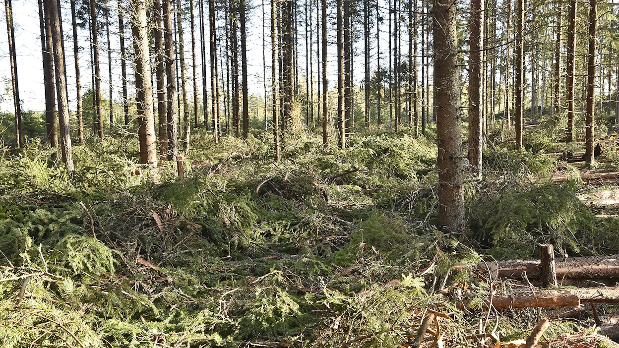 Harvennushakkuusta metsään jäävien oksien osuutta uusiutuvan energian tavoitteesta vähennetään kohti vuotta 2030.