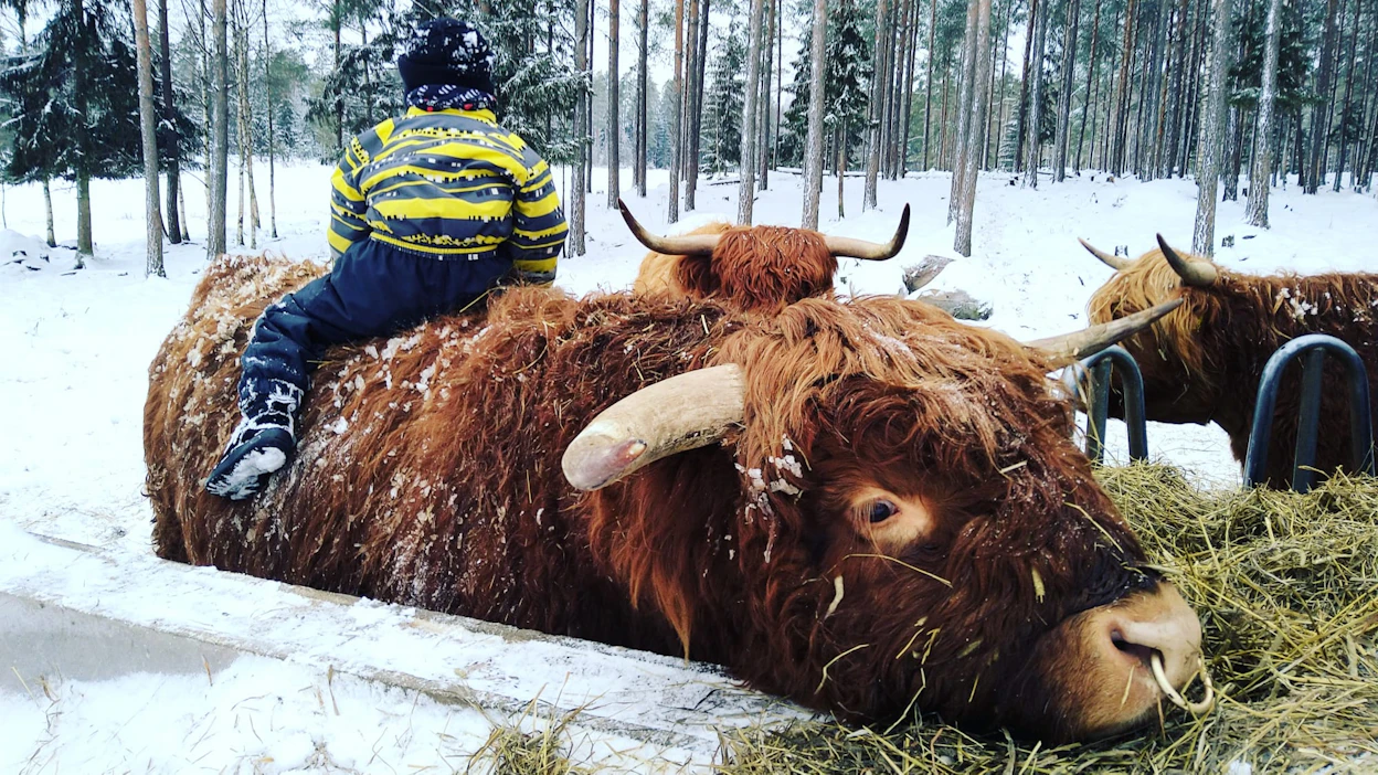 Säikystä siitossonnista on sukeutunut sympaattinen persoona. Ihmiskaverikin saa kivuta 900-kiloisen Lennoxin selkään.