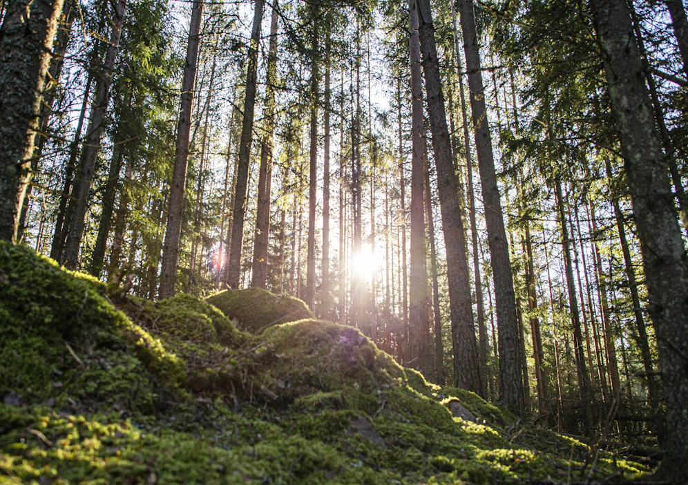 Vuoden 2024 alussa Suomessa oli 636 yhteismetsää. Maamme yhteismetsissä on noin 25 000 osakasta.