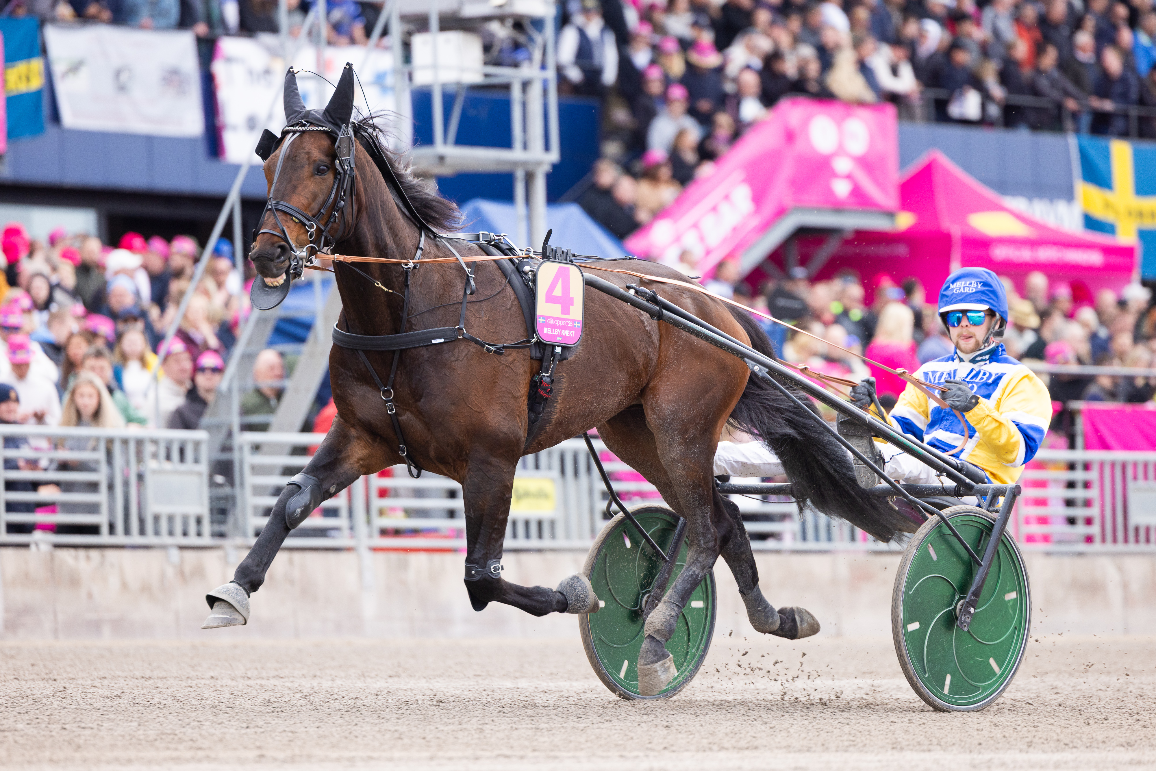 Mellby Knekt valmistautumassa viime vuoden Elitloppet-karsintaan Magnus A Djusen ohjastamana. Laukka pilasi kuitenkin kaksikon päivän.
