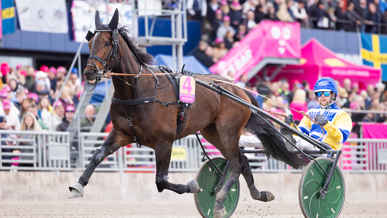 Mellby Knekt valmistautumassa viime vuoden Elitloppet-karsintaan Magnus A Djusen ohjastamana. Laukka pilasi kuitenkin kaksikon päivän.