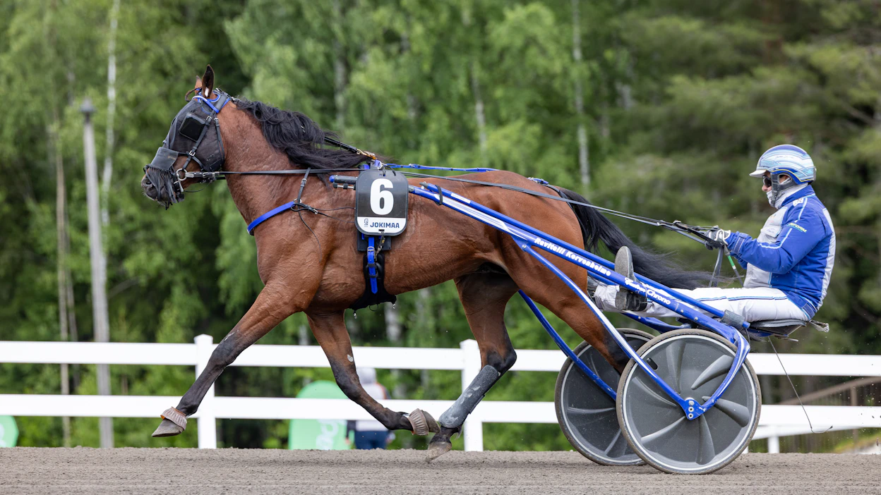 Piccolo Cocktail on startannut 18 kertaa statistiikalla 5-4-2. Maharajahin pojan ennätys on täyden matkan voltista 14,0.