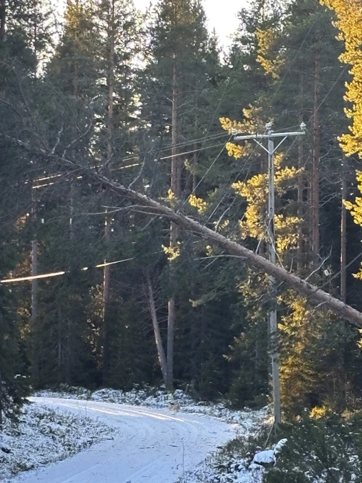 Mänty roikkui yhä maanantaina linjan päällä Ylöjärven Kurun Itä-Aureessa. Sähköittä oli puolen päivän jälkeen vielä 94 käyttöpaikkaa saman linjan päässä.
