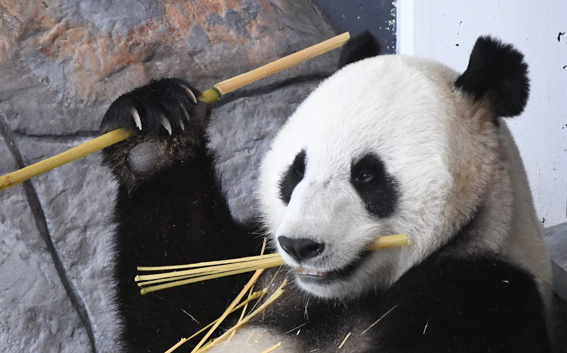 Pandakaksikko Lumin ja Pyryn (kuvassa) tulevaisuus Ähtärissä on ollut viime vuosina vaakalaudalla eläinpuiston taloustilanteen vuoksi. LEHTIKUVA / Heikki Saukkomaa.