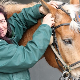 Sanna-Kaisa Liukkosen suku on omistanut Maisteri Jutilan suvun hevosia jo 60 vuoden ajan.