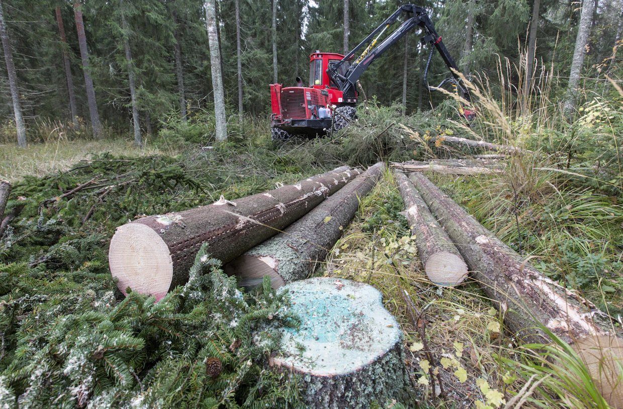 Runkohinnalla tehty puukauppa antaa ostajan katkoa puut haluamiinsa mittoihin.