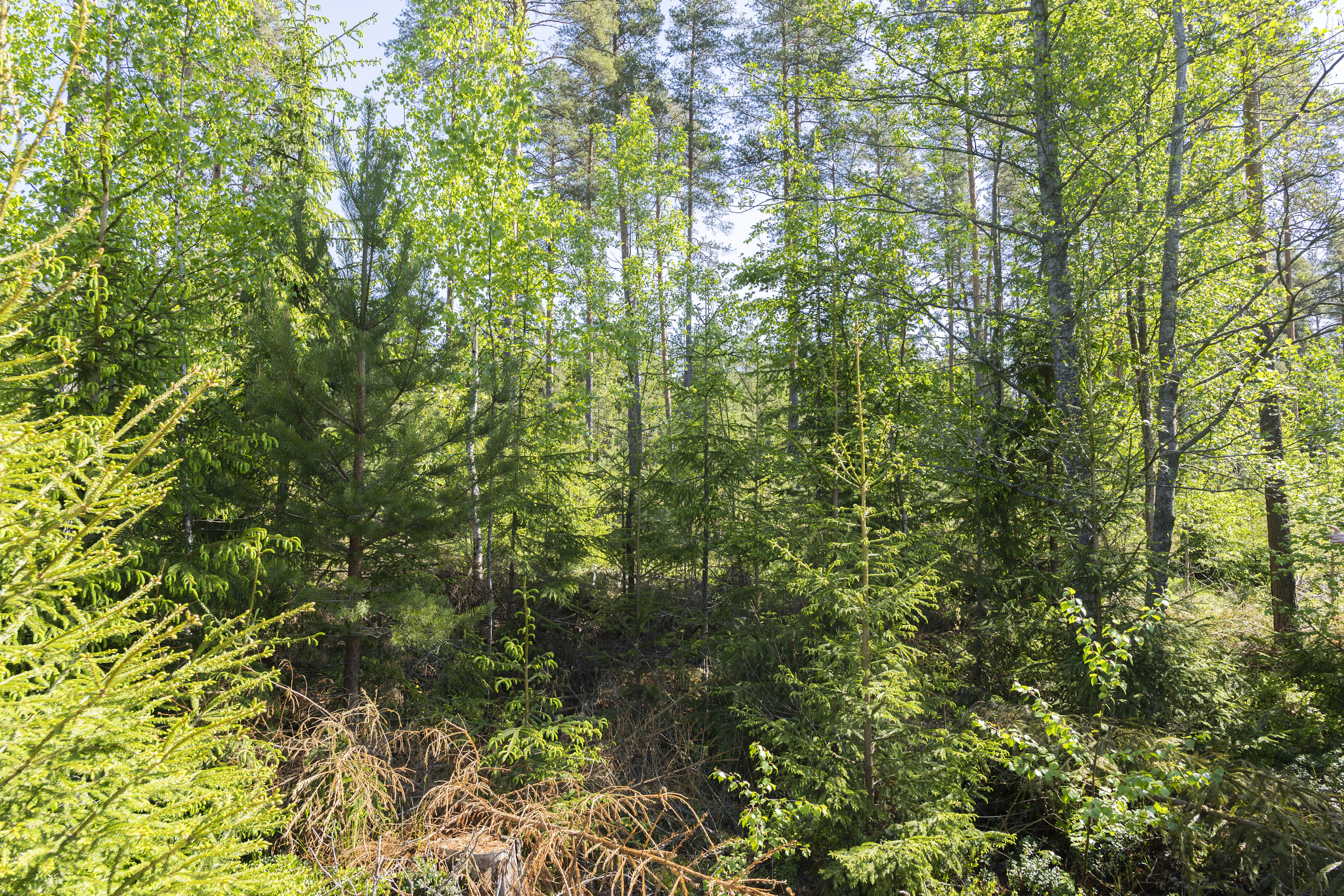 Raivaajaa kehotettiin jättämään taimikkoon erikokoista puustoa. Koivut ovat ehtineet kasvaa pisimmiksi.
