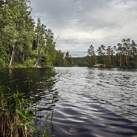 Metsäteollisuudessa pidetään hyvänä sitä, että luontotyyppien ennallistamistoimet kohdennetaan Natura 2000 -alueille.