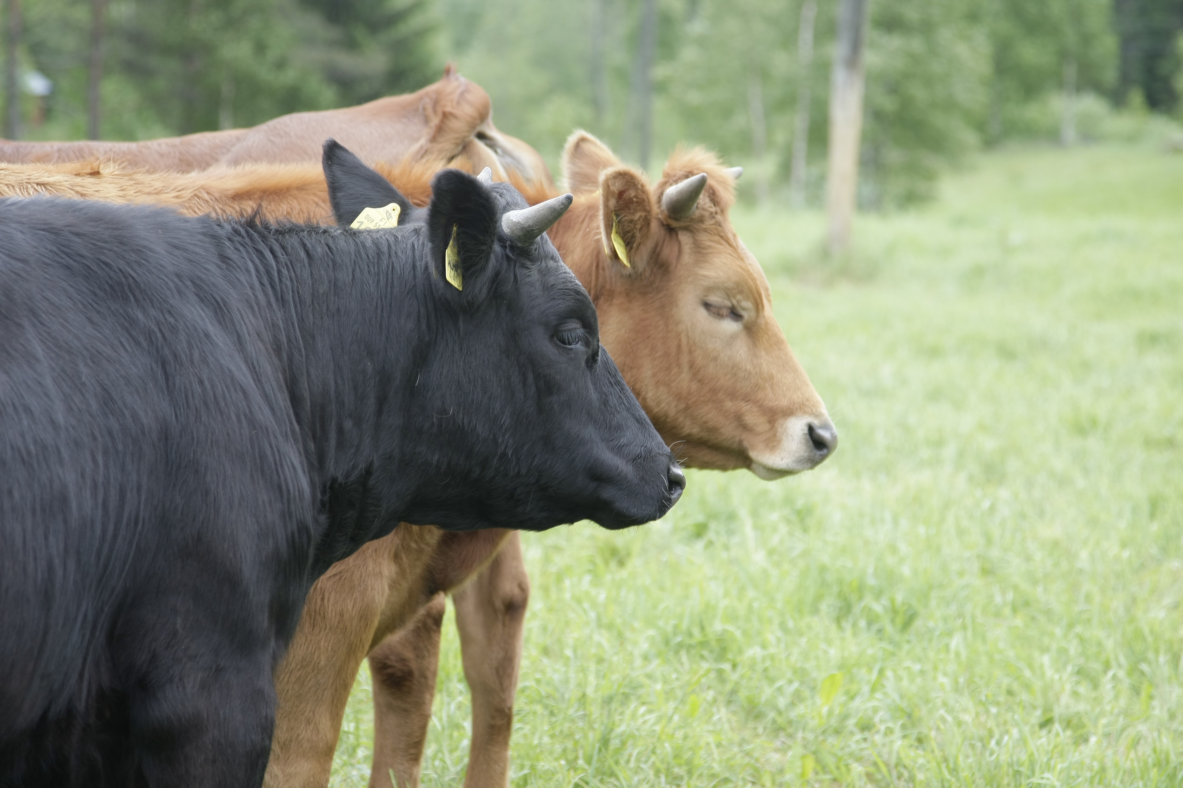 Suomalainen naudanliha on menestynyt kilpailussa ensimmäisestä osallistumiskerrasta lähtien. Arkistokuva. 
