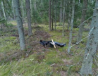 Miehittämätön ilma-alus metsässä Kouvolan pohjoisosissa. Poliisi räjäytti aluksen sunnuntaina.
