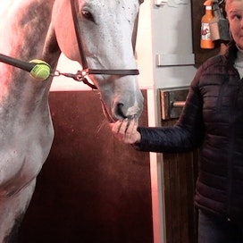 Sanna Backlund esittelee jaksossa Juha Jokiselle myös kilpahevosiaan. Kuvassa Jumper.