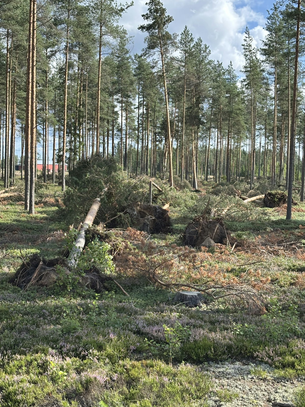Myrskyt ovat edelleen Suomen merkittävin metsäriski.
