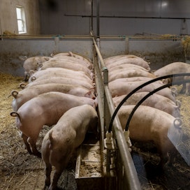 Vilja on sikojen pääasiallisia energianlähteitä. Rehuna saadaan hyödynnettyä myös viljaa, joka ei täytä leipäviljalle asetettuja vaatimuksia.