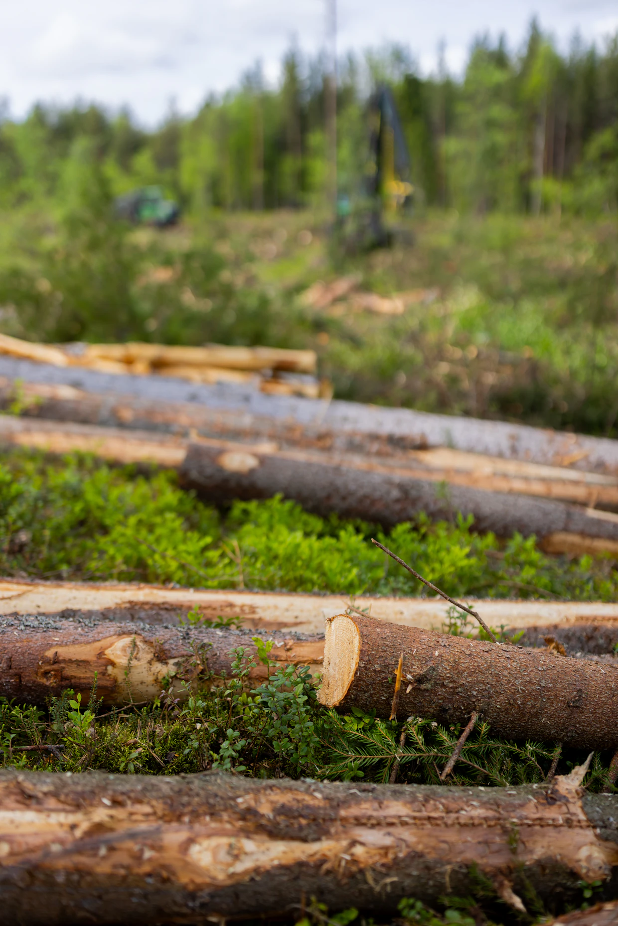 Korjattavan puuston määrä ja laatu, runkokoko, hakkuutapa, metsä- ja kaukokuljetusmatkat, maasto sekä korjuuajankohta ja -olosuhteet vaikuttavat kaikki puun hintaan. Tämän vuoksi vaihtelua hinnoissa voi olla jopa vierekkäisten metsäkohteiden välillä.