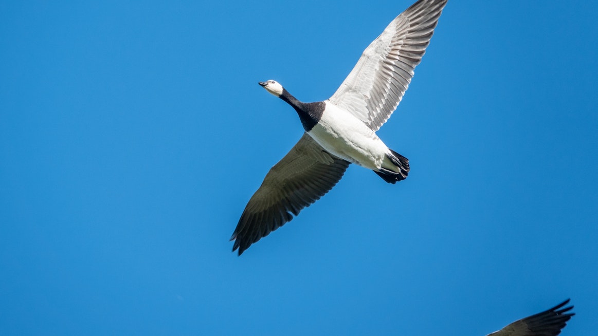 BirdLife Suomi ja Pohjois-Karjalan ely-keskus seuraavat valkoposkihanhien muuton etenemistä talvehtimisalueilta Suomeen ja siitä pesimäalueille.