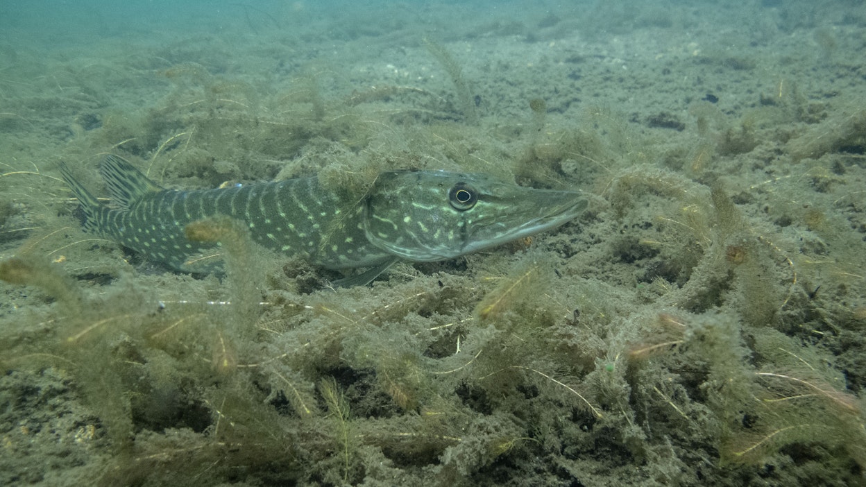 Rahoituksella on toteutettu muun muassa Haukitehdas-hanke.