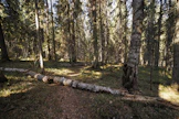 Kiertoajan pidentäminen lisää metsän hiilivarastoa ja hyödyttää monia peitteisyyttä vaativia eliölajeja. Kuvituskuva.