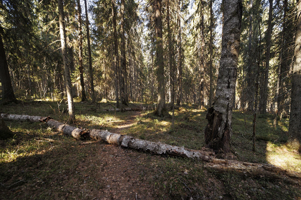 Kiertoajan pidentäminen lisää metsän hiilivarastoa ja hyödyttää monia peitteisyyttä vaativia eliölajeja. Kuvituskuva.