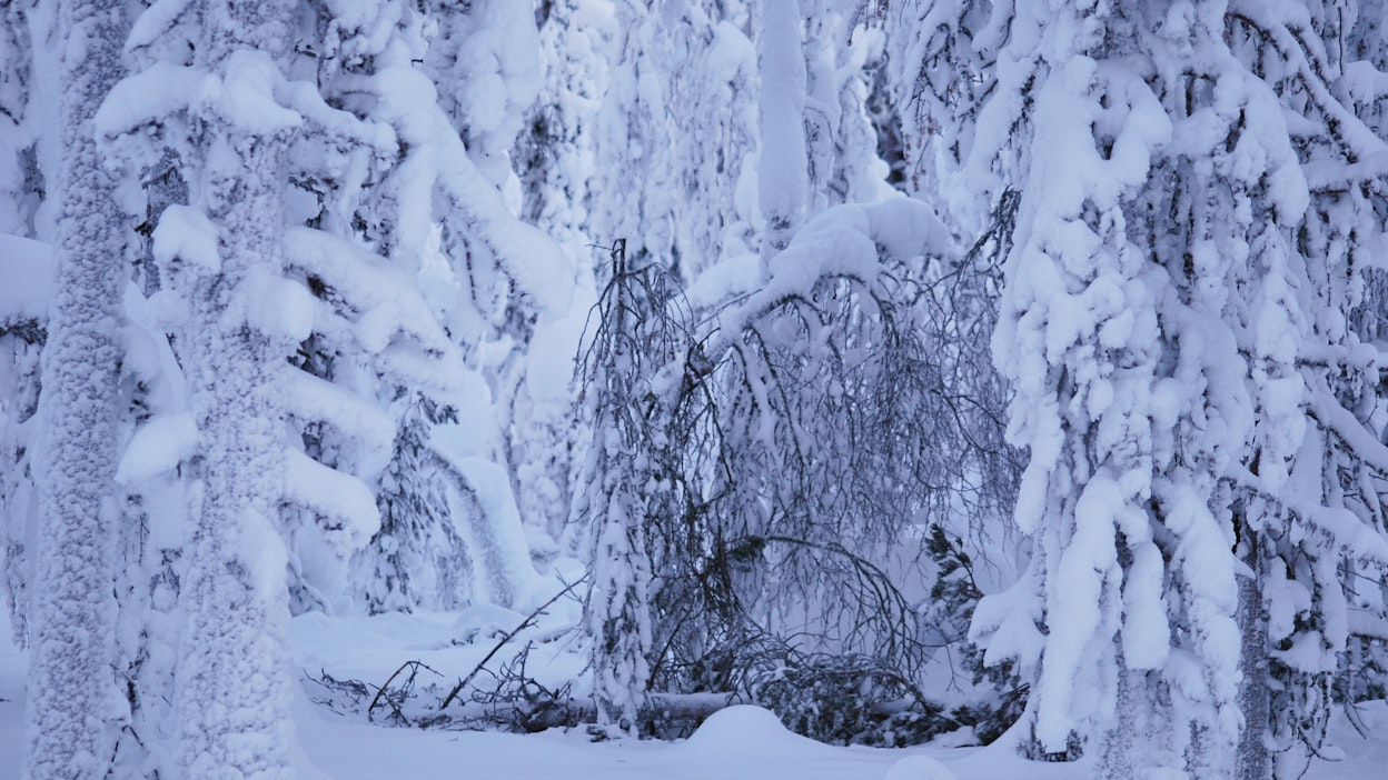 Raskas tykkykuorma katkoo männynrungot latvuksen alapuolelta tuulen myötävaikutuksella.