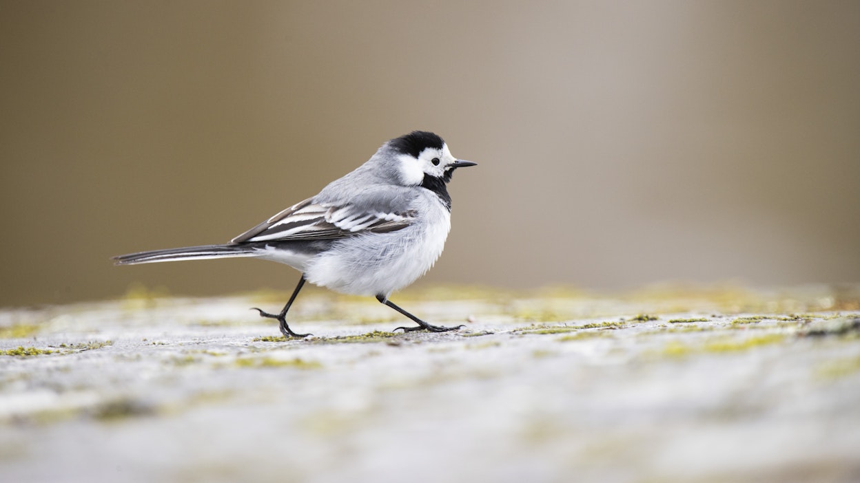 Västäräkistä vähäsen, sanotaan. Västäräkkihavaintoja on kertynyt yli 300.