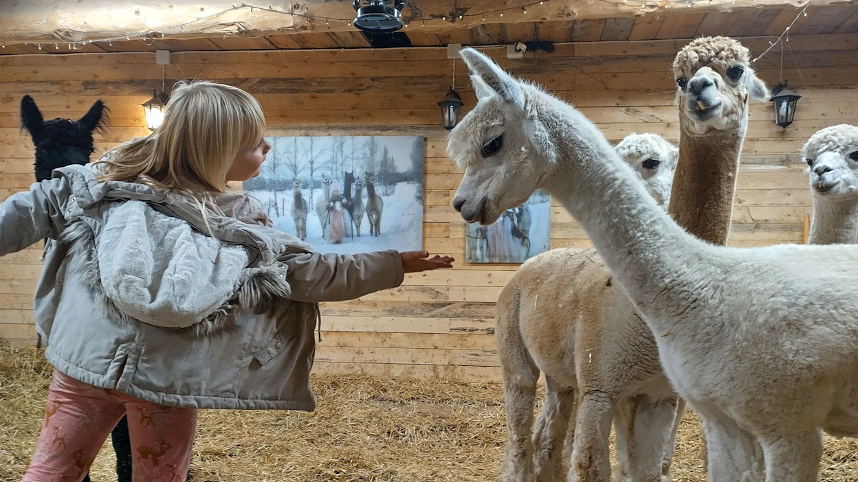 Ihmisrakas Luke-laama hakeutui Sylvin luokse yökyläilyn aikana. Luke tykkää silityksestä ja halaamisesta.