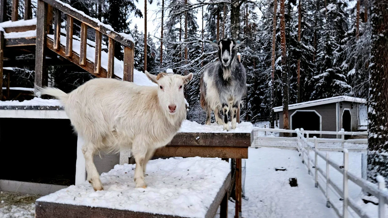 ”Unelma on vähän hidas hämäläinen ja hömelö. Tähti on puolestaan älykäs jekkujen keksejä”, vuohien omistaja Emmi Ramberg kuvailee kaksikkoa. Kuvassa Unelma vasemmalla ja Tähti oikealla.
