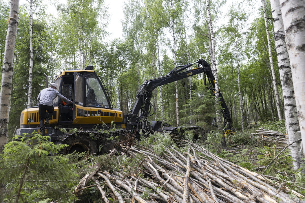 Simeon Iivarinen työstää kasvatuskelpoista metsää oman onnensa nojaan jätetystä pusikosta. Osakarsitut rangat saavat kuivua palstalla kesän yli.