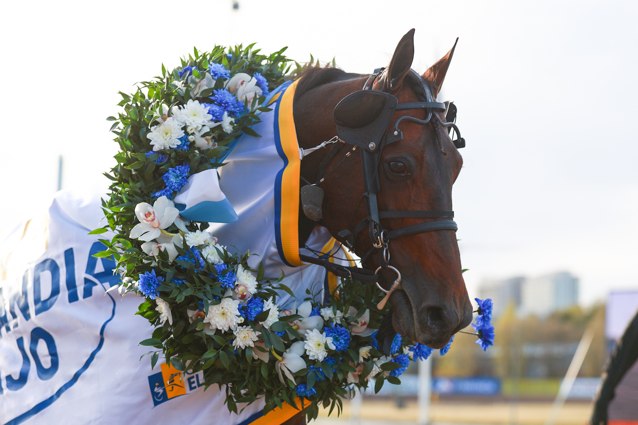 Stoletheshoe seppelöitiin Finlandia-ajon voittajana viikon päätteeksi sunnuntaina.