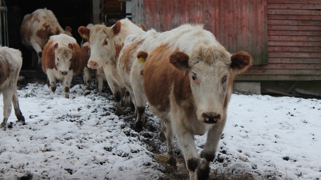 Kyytöissä yhdistyvät kestävyys, terveys, yksilöiden erilaiset luonteenpiirteet, laadukas maito ja liha, linjaa kasvattaja Leena Valkeus.