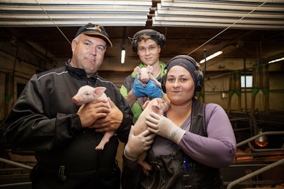 Tilanpitäjä Paavo Sävilammi (vas) esittelee Soimäen laatusaparon sikatilan porsaita yhdessä poikansa Sakari Sävilammin sekä tilan luottotyöntekijä Outi Käsnäsen kanssa. Arkistokuva.