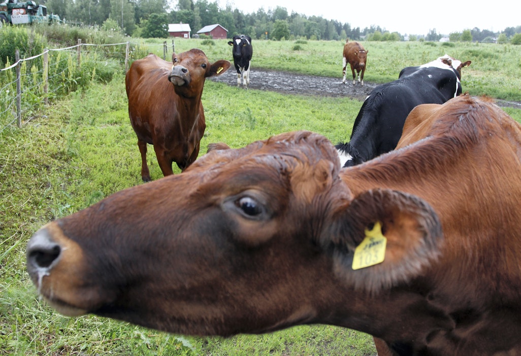 Tiedätkö, mikä on Suomen nautaisin maakunta? - Maatalous - Maaseudun  Tulevaisuus