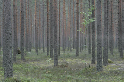 Suojelualueiden korvausmaiden osto valtiolta ei onnistu enää entisen käytännön mukaisesti Ruotsissa. Arkistokuva.