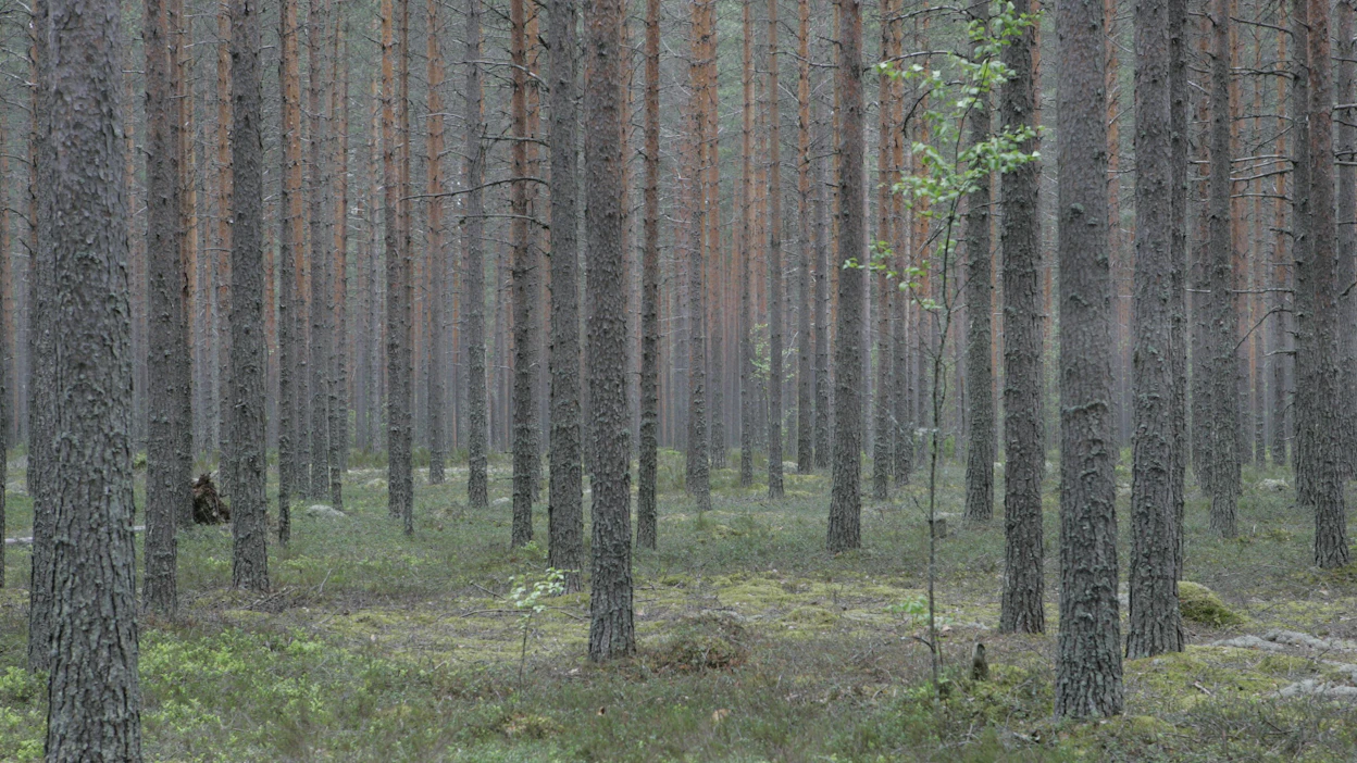 Suojelualueiden korvausmaiden osto valtiolta ei onnistu enää entisen käytännön mukaisesti Ruotsissa. Arkistokuva.