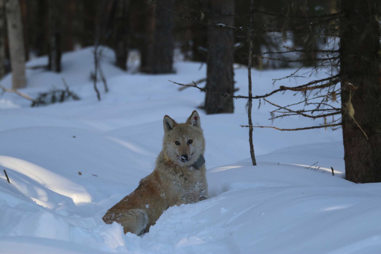 Unna-pantasuden jahtia käsiteltiin hovioikeudessa maanantaina.