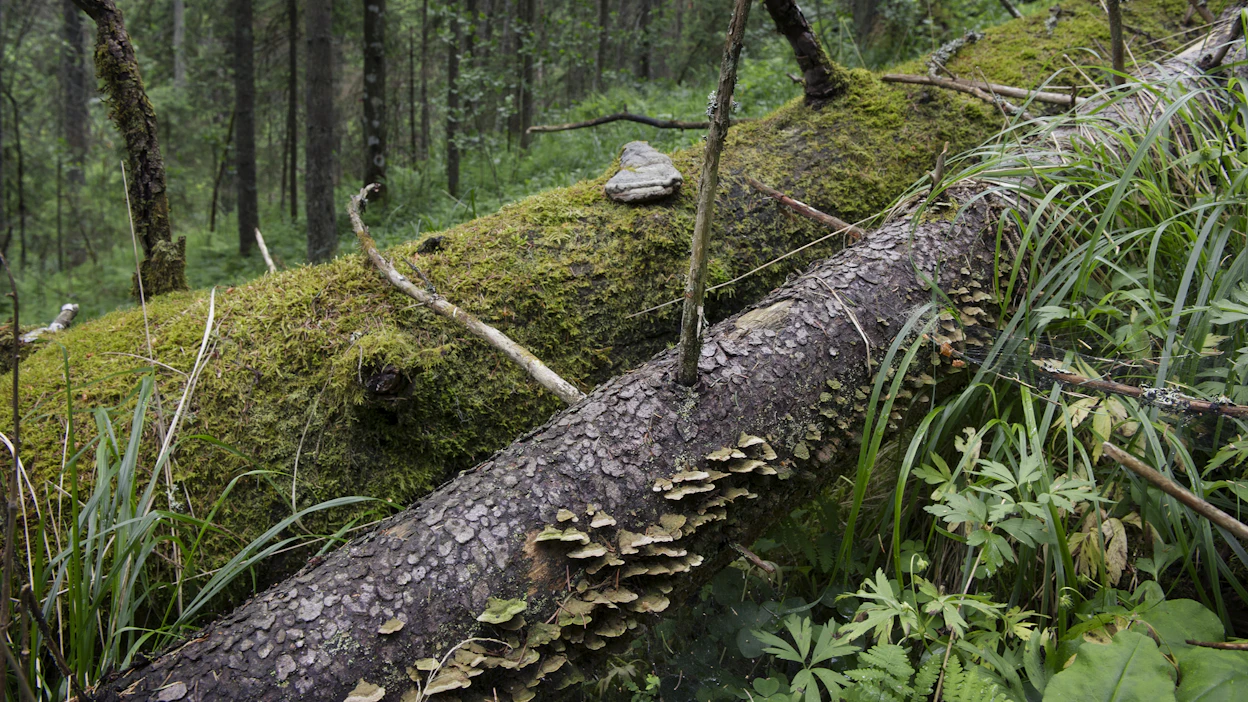 Hakkaamattomilla kuntien virkistysalueilla on runsaasti lahopuuta, mikä lisää suojeluarvoa. Arkistokuva.