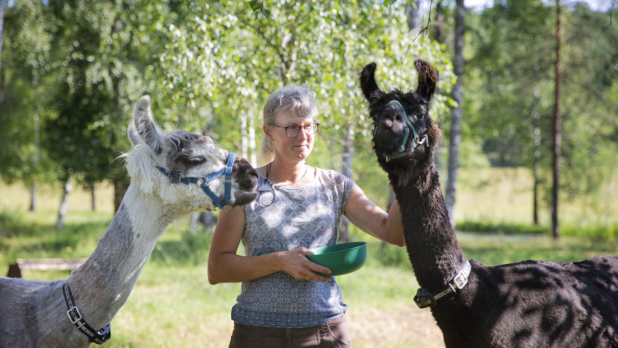 Peppi Laine totutteli viime kesänä Jingon ja Timotein käsittelyyn.