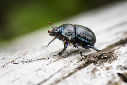 Hyönteisten yhteenlaskettu biomassa maapallolla on romahtanut, kertoo Risto Isomäki.