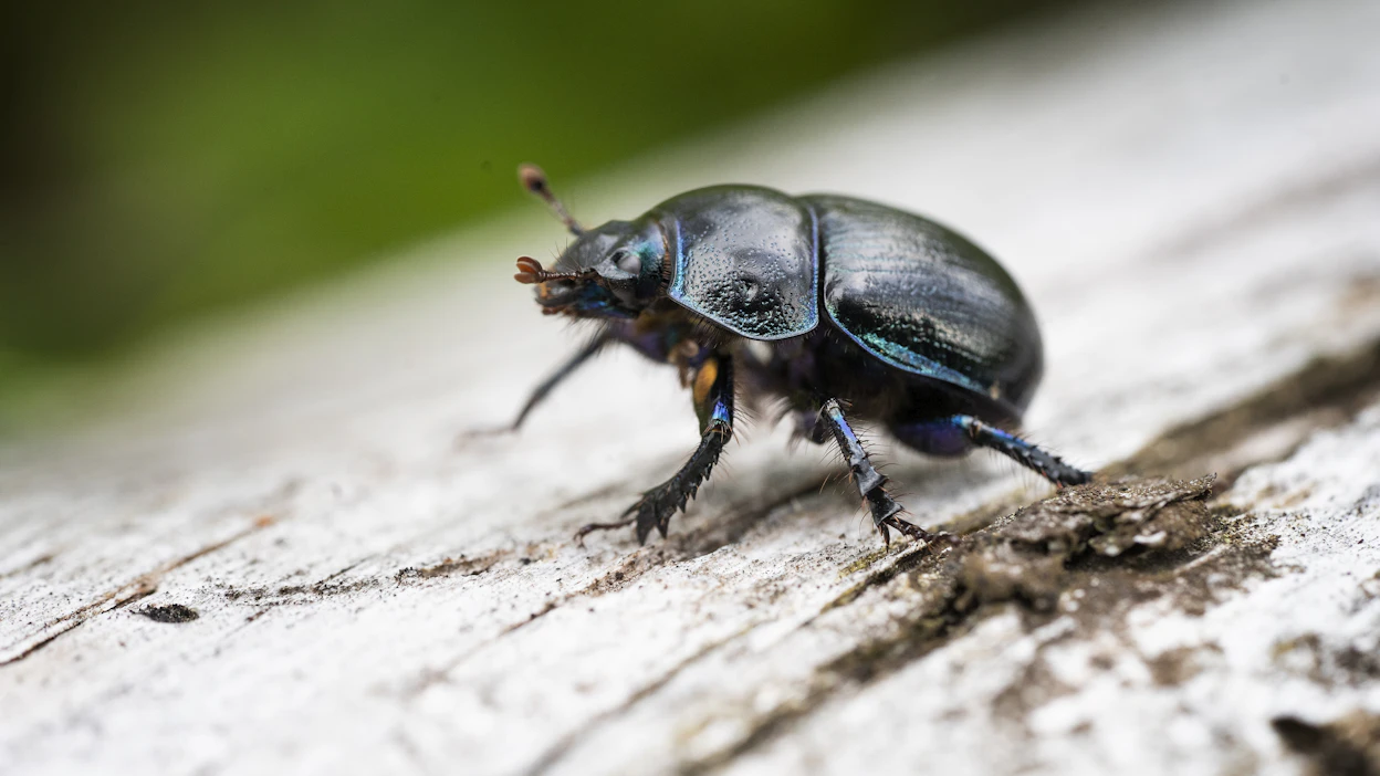 Hyönteisten yhteenlaskettu biomassa maapallolla on romahtanut, kertoo Risto Isomäki.