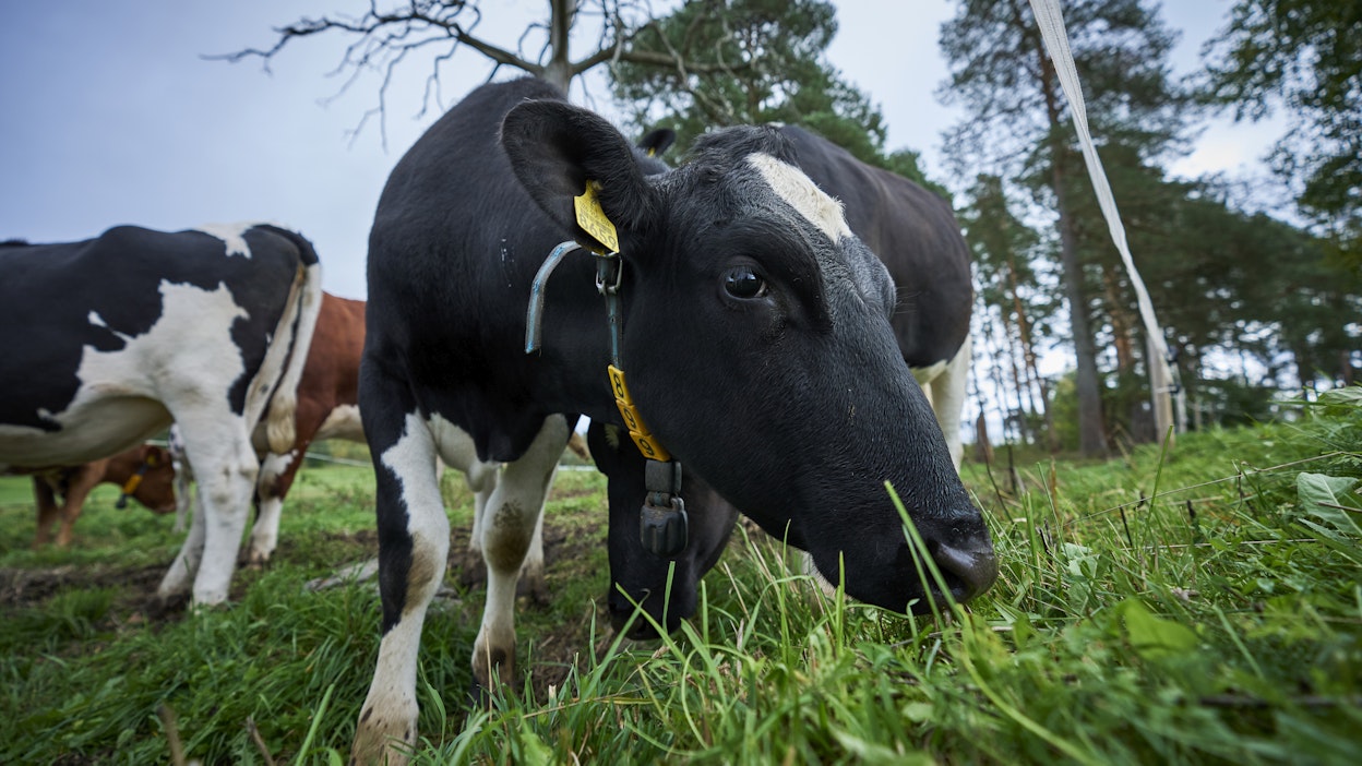 Sinikielitauti märehtijöiden ja kamelieläinten vakava virustauti.