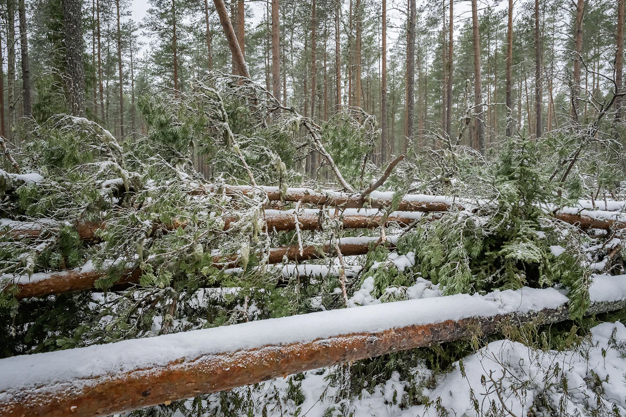 Kaatuneet puut ovat pääasiassa mäntyjä. Myrskyn voima näkyi Isossakyrössä etenkin harvennetuissa metsissä.