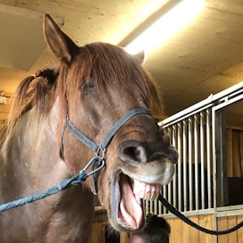 Klipattavana oleva hevonen ilmaisee stressaantumistaan haukotellen.