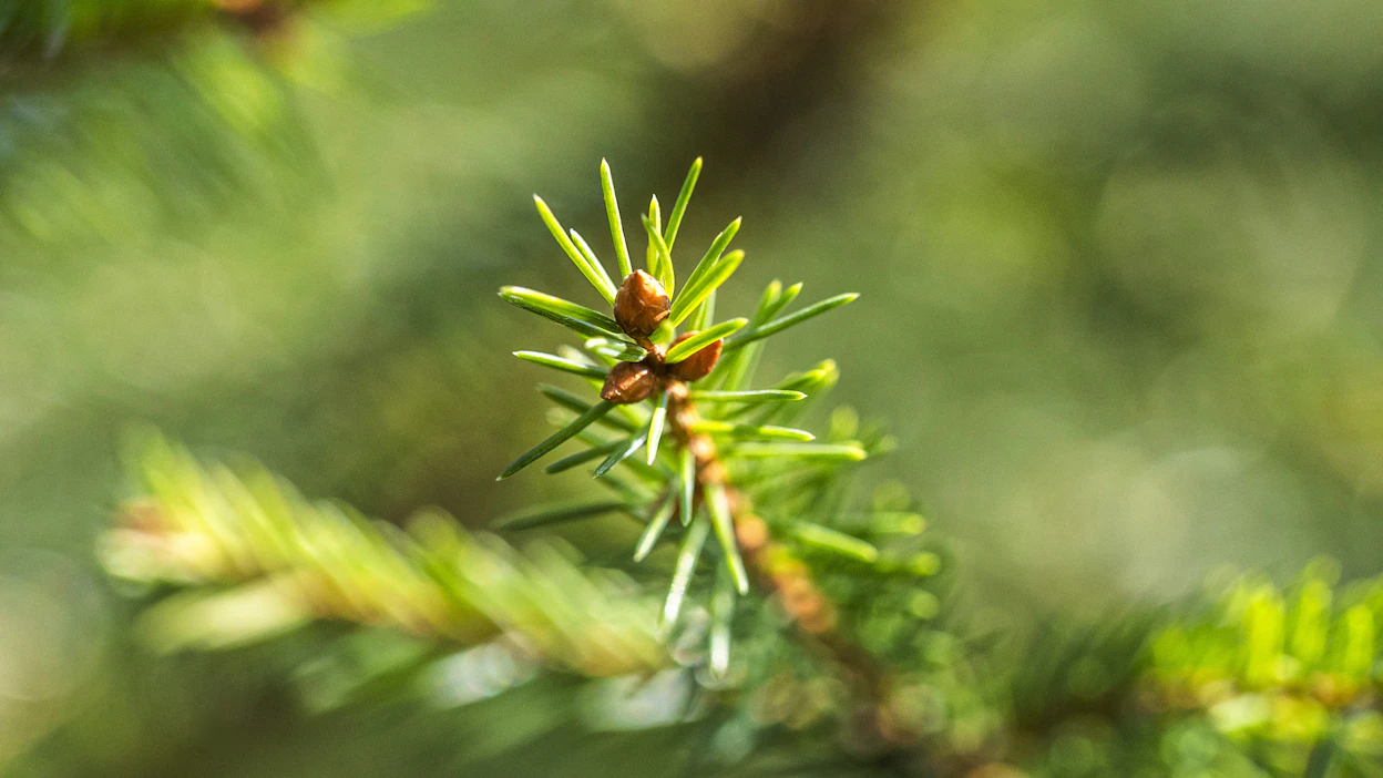 Södra perustelee myyntipäätöstä sillä, että sen tehtävänä on keskittyä jäsentensä metsätiloihin.