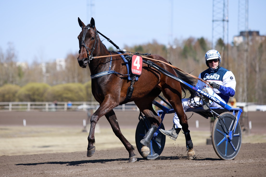 Icella on yksi vakava voitontavoittelija Kuopio Stakesissa. Hannu-Pekka Korpi valmentaa tammaa.