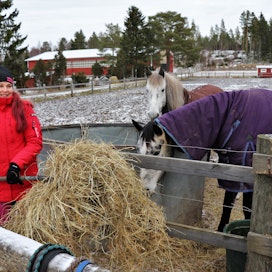 Henna Viikilän hevostilalla on kaikkiaan 23 hevosta, joista suurin osa on tilan omia ja loput hoitohevosia. Hevosille on käytössä kolme pihattoa sekä talli. Taustalla näkyy tilan maneesirakennus.