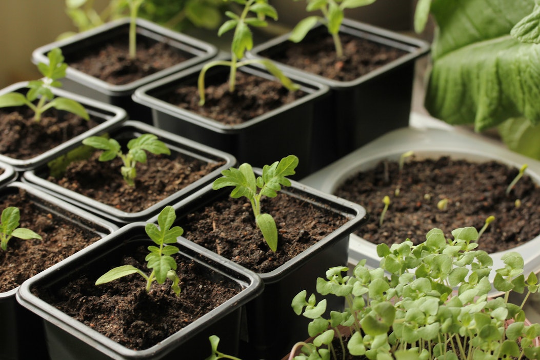 Kotipuutarhan ensimmäisiä kylvöjä pääsee tekemään jo tammi-helmikuussa.