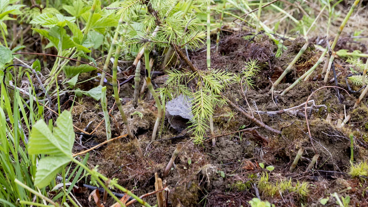 Iso joukko taimia on kaatunut Rantakallion naapurin istutusalueella.